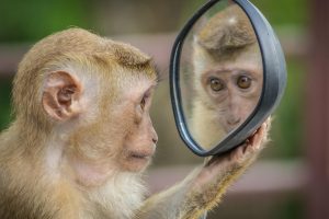 Monkey looking into a mirror, illustrating self-reflection and noticing small changes in behaviour and response.