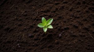 A small green seedling emerging from dark soil.